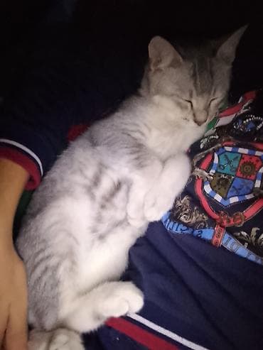 azərbaycanca pişik adları: Erkək — 9