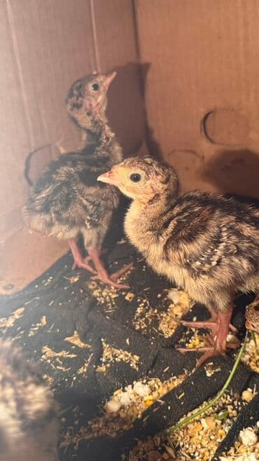 K/t heyvanları üçün mallar: Hinduşka cücələri, Damazlıq — 3