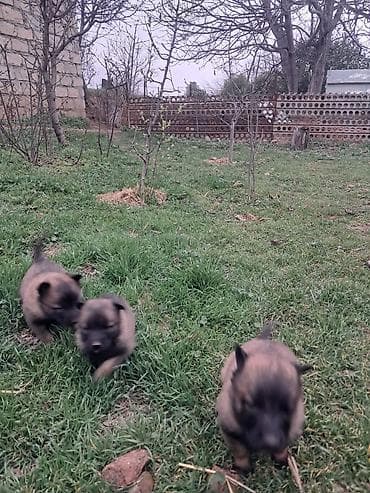 itler kangal: Belçika çoban iti, 1 ay, Dişi, Peyvəndli, Ünvandan götürmə, Pulsuz çatdırılma — 3