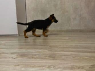 it sortları: Alman çoban iti, Peyvəndli — 1