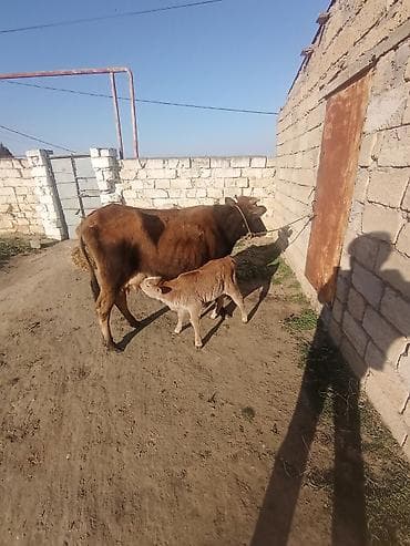 Ördəklər: Dişi, il: 5, 250 kq, Damazlıq, Südlük — 5