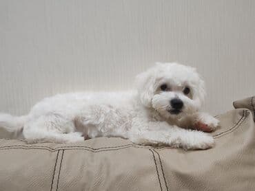 heyvan barınağı: 6 ay, Erkek — 4