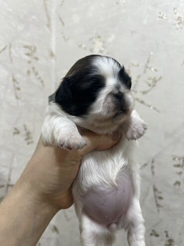 doyus itleri: Pekines, Dişi, Ünvandan götürmə — 3