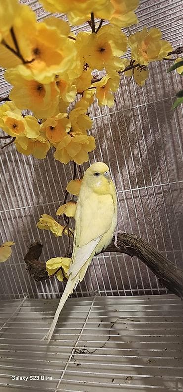 Sarı çex dişi satılır cüte hazır qızğın quşdu real alıcılar yazsın son