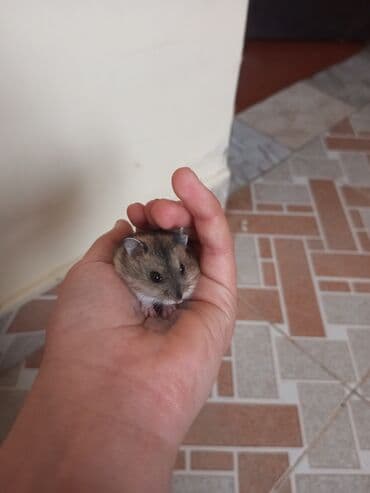amerika devequsu haqqinda melumat: Cırtdan hamster (əlin içində rahat sığan ölçü) – yumşaq qəhvəyi-boz — 2
