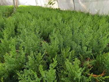 bitki satışı: Leylandra tingi - Növ: Thuja/ardıc tipli dekorativ iynəyarpaq — 13