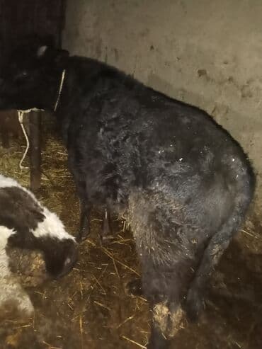 Сельхоз птицы: Cüt satlır üvan celilabdı ciddi şexsler zeng vursun 2550manata deylir — 5