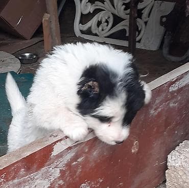 barama qiyməti: Qafqaz çoban iti, Dişi — 7