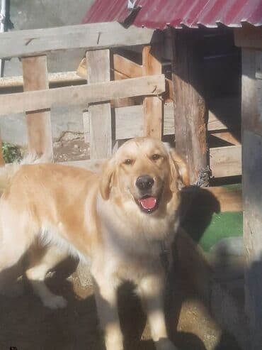 İtlər: Retriever, 7 ay — 1