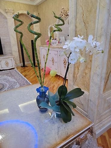 orxideya gulu satilir: Ağ orkide (Phalaenopsis) və spiral “lucky bamboo” dəsti - Orkide: Ağ — 1