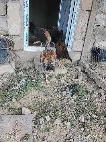 at satisi: Heyrati Pleymut Yumurta satilir Shamo qarisigi ata Shamo Ana Brazilya — 2