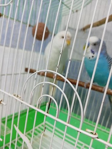 çex tutuquşu: Tutuquşu dəsti satılır Qəfəslə birlikdə üstündə Yemi 1 banka,Mil — 3