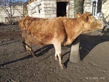 Куры: 4 Qarına 8 aylıq bogazdi sakit fağir Maldi tezə doğanda 10 litr süd — 4