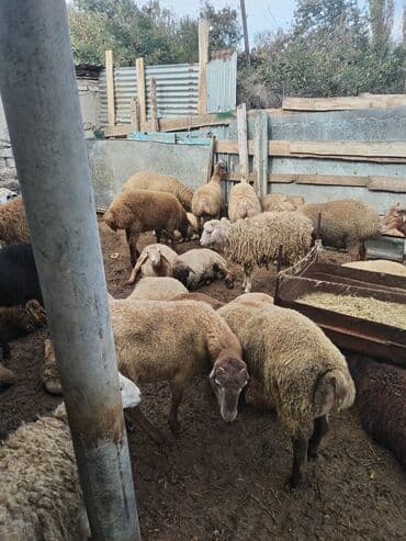 Quzu: 18-22kq arası erkək quzulardı hamısı — 1