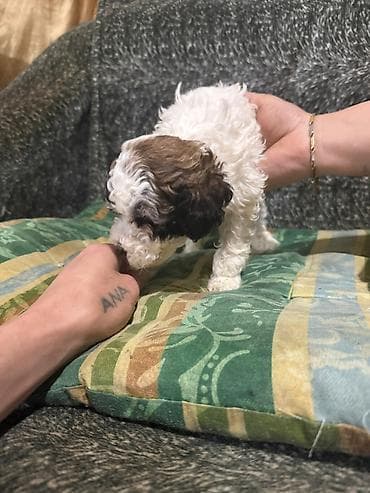 Pudel, 1 ay, Dişi — 7