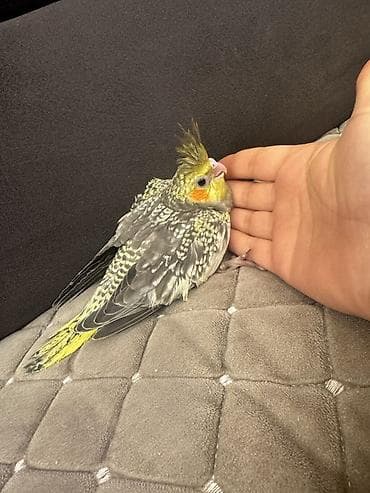 ucuz göyərçinlər: Ailə mühitinə və ilk quş sahibi üçün ideal, zərif və oynaq ev — 4