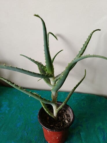 qılınc gülü haqqında: Aloe vera otaq bitkiləri - Günəşli və işıqlı yerləri sevir, kölgəyə də — 2