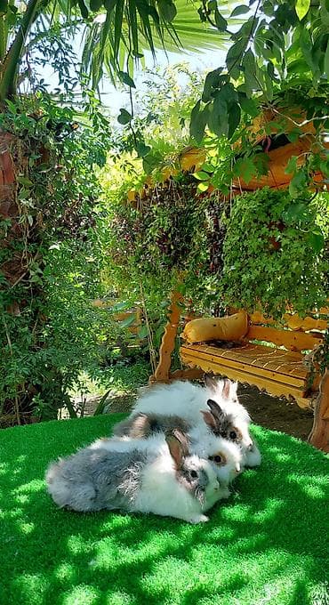 ev quş: Angora tipli dekorativ dovşanlar - Uzun, yumşaq və tüklü yun örtüyü — 4