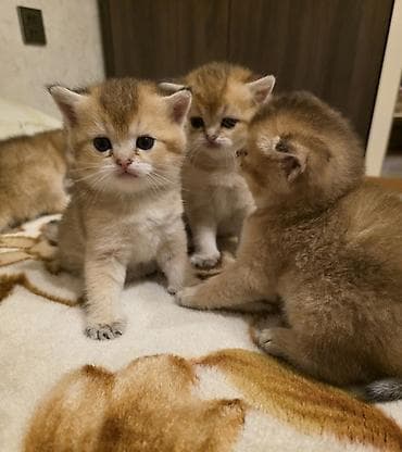 Gəmiricilər: Britan — 4