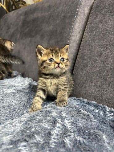 K/t heyvanları və malları: Şinşila balalari — 2