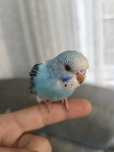 danışan quşlar: 3 ədəd bala quşlar, yeni yuvadan çıxıblar, artıq yem yeyirlər, ələ — 5