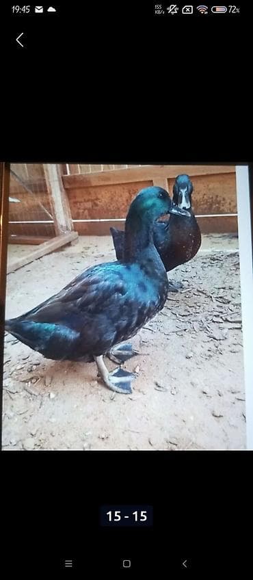 Salam kayuqa ördəkləri təcilli satılır fikiri ciddi olanlar zəng etsin