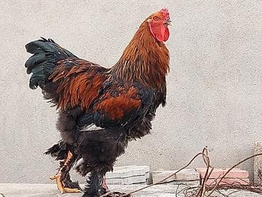 xoruz gence: Brahma cins toyuqlar və xoruzlar 2 - Növ: Brahma (iri bədənli, lələkli — 2