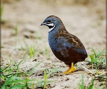 Cin bildircin mayali yumurtalari.rahatliqla inkubatorda cixilar ve — 10