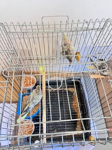 qurbanlıq qoyun qiymətləri 2024: 3 korella(disi erkek) 3 yumurta ve boyuk qefes, qefes hem üstden — 8