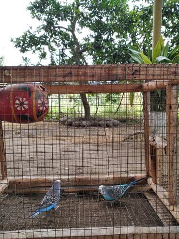 bakida cins ineklerin satisi: Cüt quşlardı. Hərbirşeyi var + üstündə veriləcək. Al saxla — 4