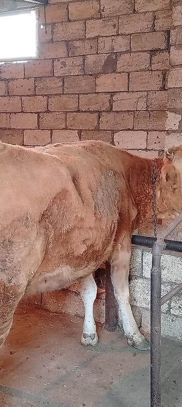 simental inekleri: Ətlik di 1 qarın doğub real alıcılar Narahat etsin — 3