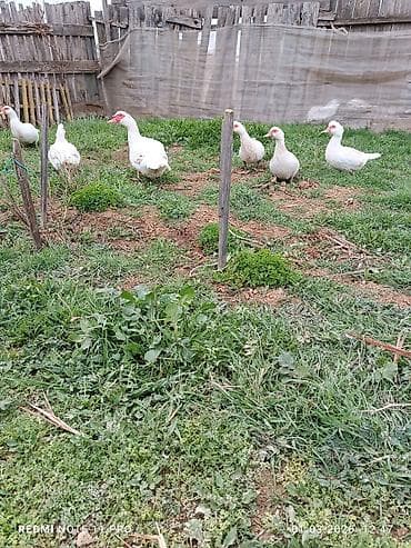 ördək növləri: Dişi, | Lal ördək, Damazlıq, Ünvandan götürmə, Ödənişli çatdırılma — 4