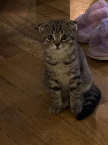 Şotland yastı qulaq, Erkək