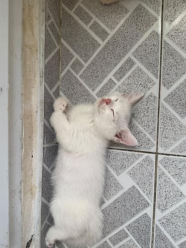 Кошки: Balaca pişik balaları - Rənglər: ağ və krem (şabalıdı-narıncı ton). - — 1