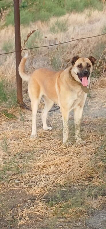 İtlər: Qurdbasar, 2 il, Dişi, Peyvəndli, Ödənişli çatdırılma — 3