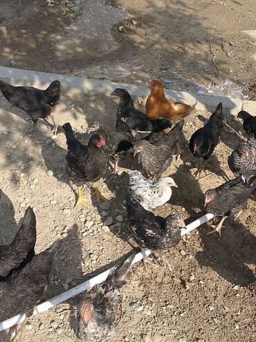 sumatra toyuqlari: Toyuq, Australorp, Damazlıq — 7