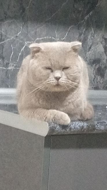 Şotland yastı qulaq