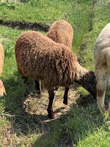 Qoyun – yerli cins, tünd-qəhvəyi yunlu - Məhsul: qoyun - Rəng