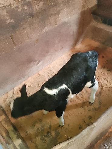 Mal-qara: Dana, buzov, Dişi, Holsteyn, ay: 10, 1 kq, Damazlıq, Ünvandan götürmə — 5