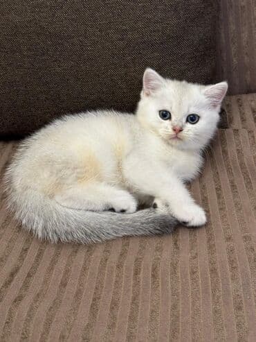 породистые котята в добрые руки: Шиншилла, Самец — 1