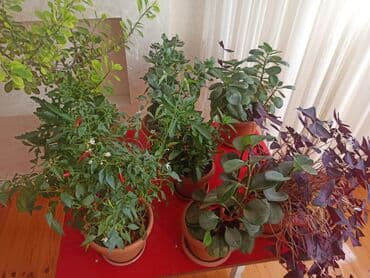 saxsi qab haqqinda: Satılır: ev otaq gülləri kolleksiyası - Sansevieriya (Qaynanadili) – — 4