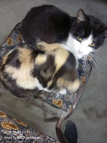 pisik adlari rusca: Yaxşı əllərə — 2