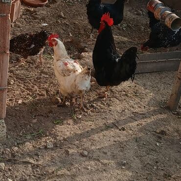 купить кролика в баку: Saf qan xətləri olan qara xalli xoruzlar - Rəng: dərin qara, günəşdə — 5