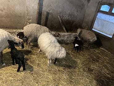 ördək balası: 6 dene balali qoyun 2 si ekiz di 4 du tek . Kom 6 qoyun 8 quzu — 5