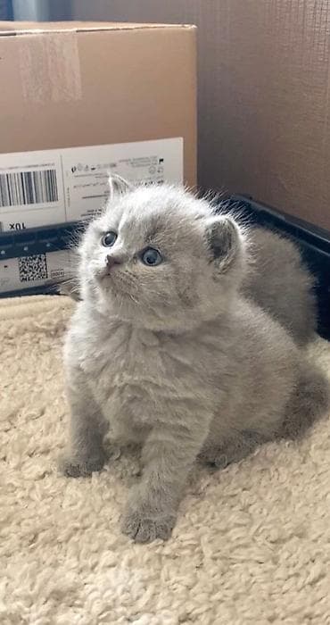 bala pişik pulsuz: Şotland, Ünvandan götürmə, Ödənişli çatdırılma — 1