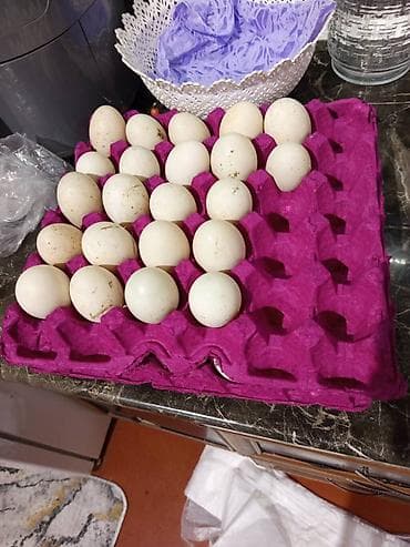 Salam yaşılbaş ördək yumurtasi satilir. 0.40 qəpik . Mayalidir öz lalafo.az -da Salam yaşılbaş ördək yumurtasi satilir. 0.40 qəpik . Mayalidir öz