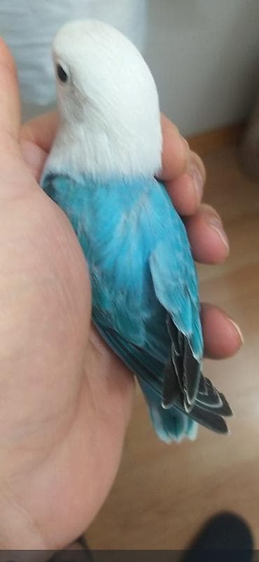 Gəmiricilər: Salam Fişler 4 aylıq olan balalar satılır, Türkiyədən gələn quşların — 3