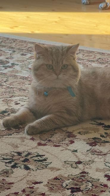 pisiy balalari: Britan — 3