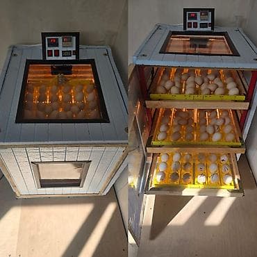 İnkubatorlar: 100 yumurta, Zəmanət ilə — 1