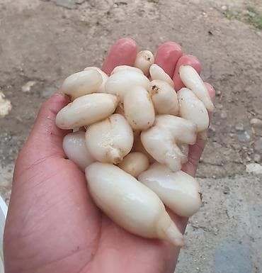 şam qabı: Salam aleykum Təbii və xeyirli Araşdırın sonra əlaqə saxlayın Kilosu — 3